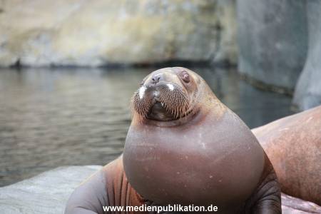 Hagenbeck Pilawa 15062016 081