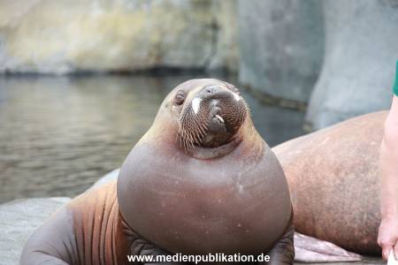 Hagenbeck Pilawa 15062016 083