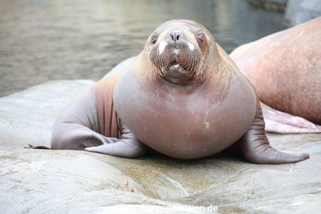 Hagenbeck Pilawa 15062016 086