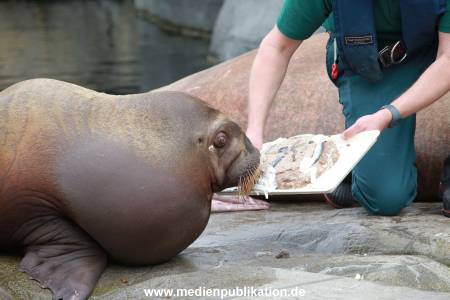 Hagenbeck Pilawa 15062016 092