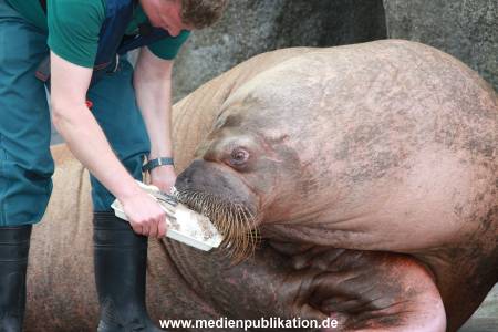 Hagenbeck Pilawa 15062016 101