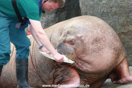 Hagenbeck Pilawa 15062016 104