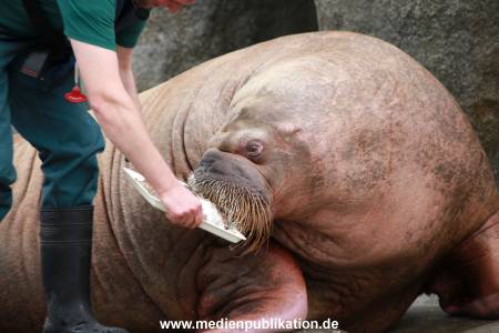 Hagenbeck Pilawa 15062016 105