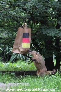 Hagenbeck Nasenbaeren EM 30062016 001