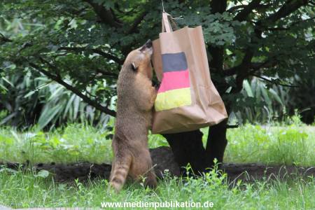 Hagenbeck Nasenbaeren EM 30062016 005