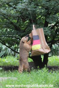 Hagenbeck Nasenbaeren EM 30062016 006
