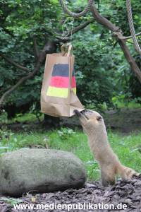 Hagenbeck Nasenbaeren EM 30062016 007