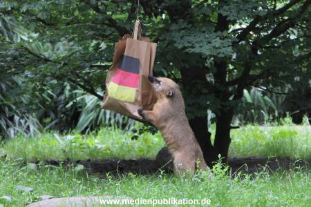 Hagenbeck Nasenbaeren EM 30062016 008
