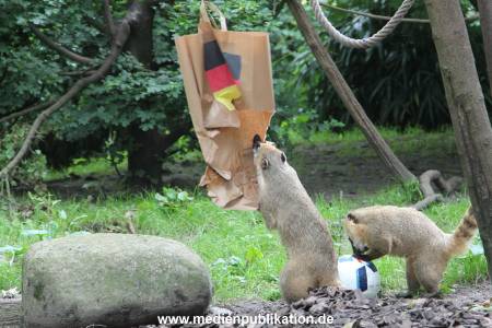 Hagenbeck Nasenbaeren EM 30062016 009