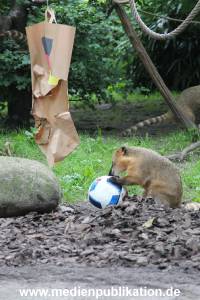 Hagenbeck Nasenbaeren EM 30062016 011