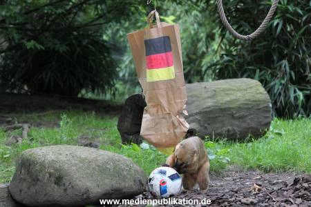 Hagenbeck Nasenbaeren EM 30062016 012