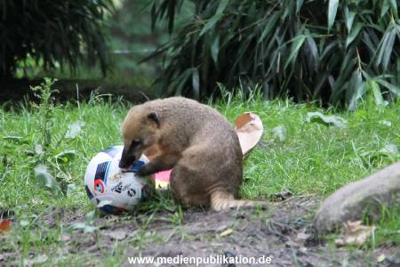 Hagenbeck Nasenbaeren EM 30062016 013