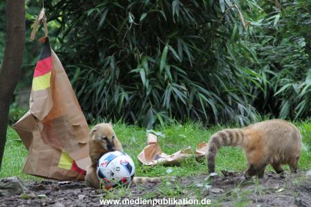 Hagenbeck Nasenbaeren EM 30062016 016