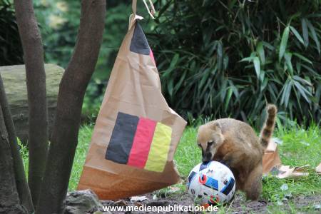 Hagenbeck Nasenbaeren EM 30062016 017