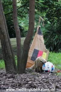 Hagenbeck Nasenbaeren EM 30062016 018