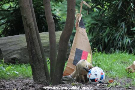 Hagenbeck Nasenbaeren EM 30062016 020