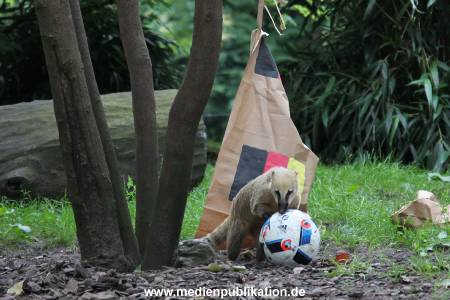 Hagenbeck Nasenbaeren EM 30062016 022