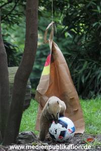 Hagenbeck Nasenbaeren EM 30062016 024
