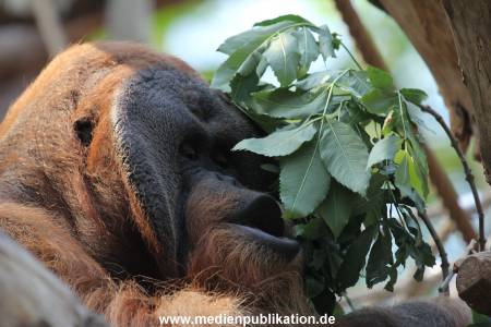 Hagenbeck 23072014 007