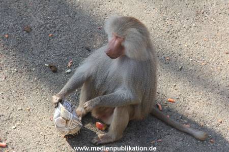 Hagenbeck 24042016 007