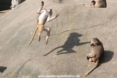 Hagenbeck 24042016 011