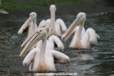 Hagenbeck 12042017 001