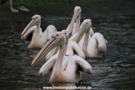 Hagenbeck 12042017 002