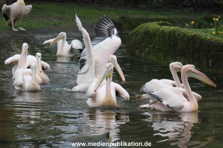 Hagenbeck 12042017 003