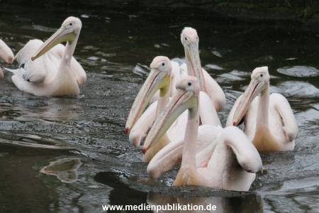 Hagenbeck 12042017 004
