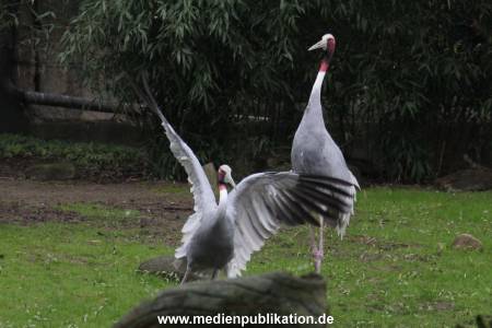 Hagenbeck 12042017 008