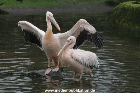 Hagenbeck 12042017 009