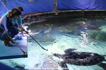 Sealife 01032016 180