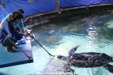 Sealife 01032016 181