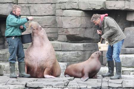 Hagenbeck Pilawa 13102015 004