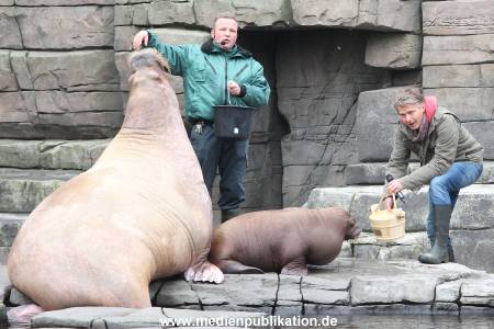 Hagenbeck Pilawa 13102015 008