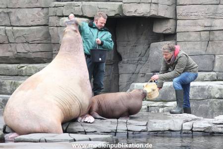 Hagenbeck Pilawa 13102015 010