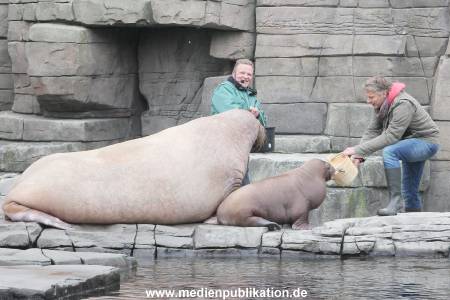 Hagenbeck Pilawa 13102015 011