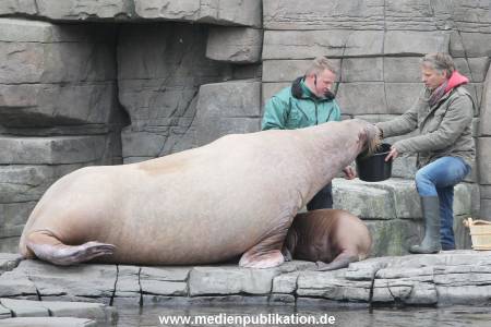 Hagenbeck Pilawa 13102015 012