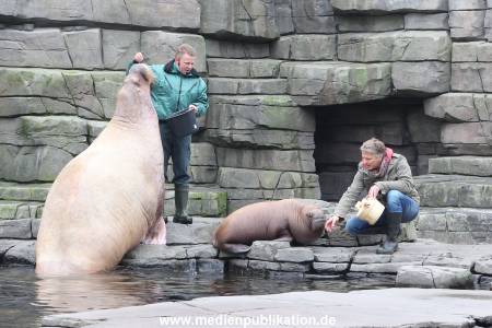 Hagenbeck Pilawa 13102015 013