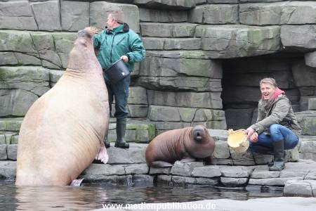 Hagenbeck Pilawa 13102015 015