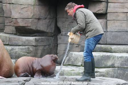 Hagenbeck Pilawa 13102015 032