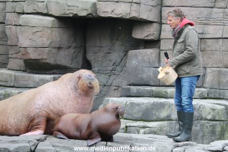 Hagenbeck Pilawa 13102015 033