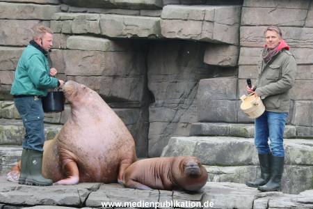 Hagenbeck Pilawa 13102015 034