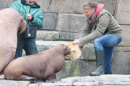 Hagenbeck Pilawa 13102015 045
