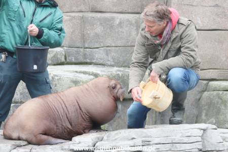 Hagenbeck Pilawa 13102015 048