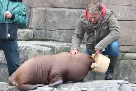 Hagenbeck Pilawa 13102015 050