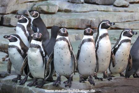 Hagenbeck 25022014 006
