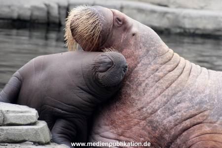 Walrossbaby Hagenbeck 25052019 001