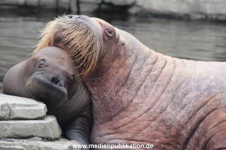 Walrossbaby Hagenbeck 25052019 003