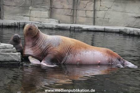 Walrossbaby Hagenbeck 25052019 004